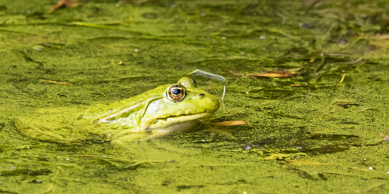 Grenouille verte